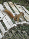 Red Squirrels play and chatter in the trees